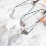 beaters in coconut whipped cream