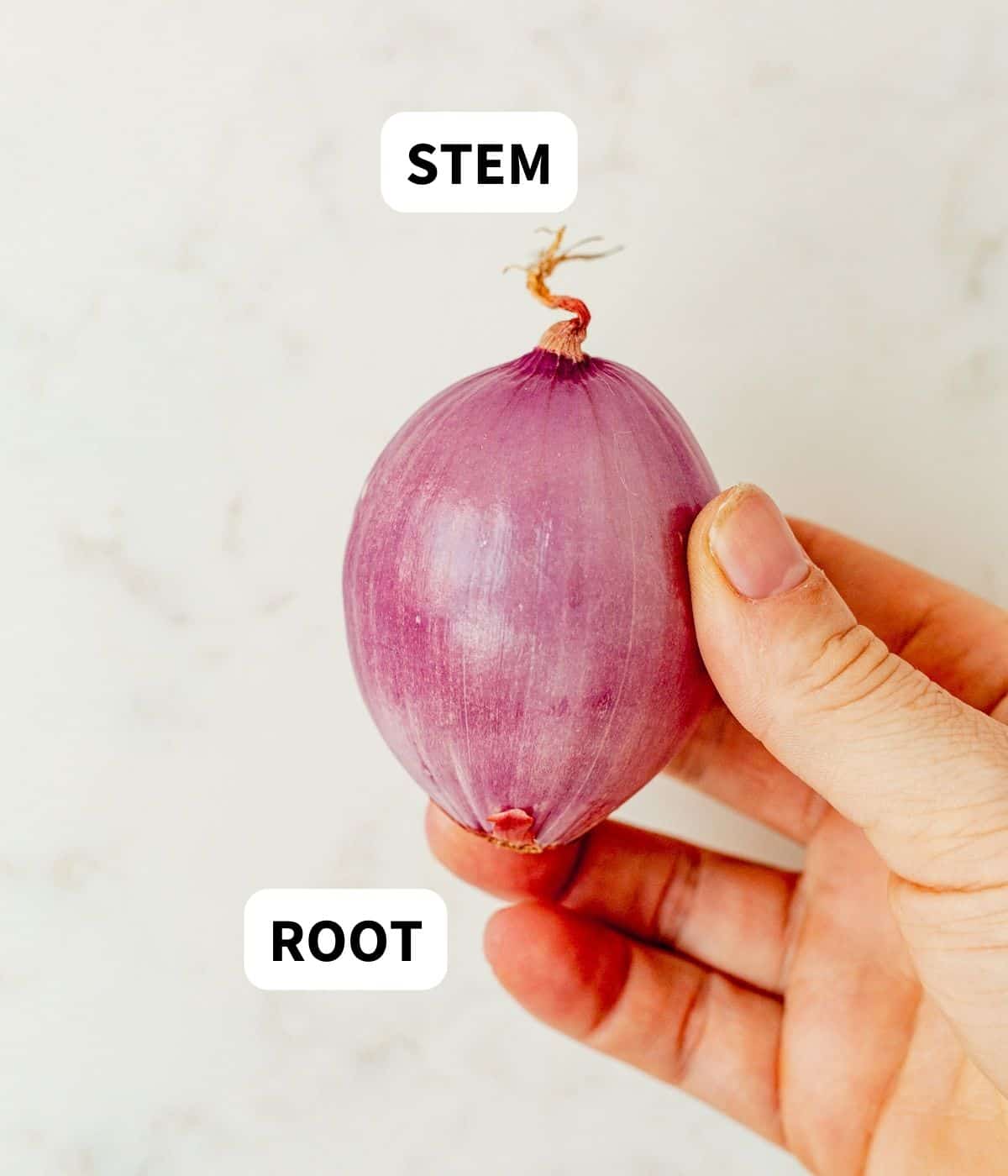 Stem and root end of a shallot