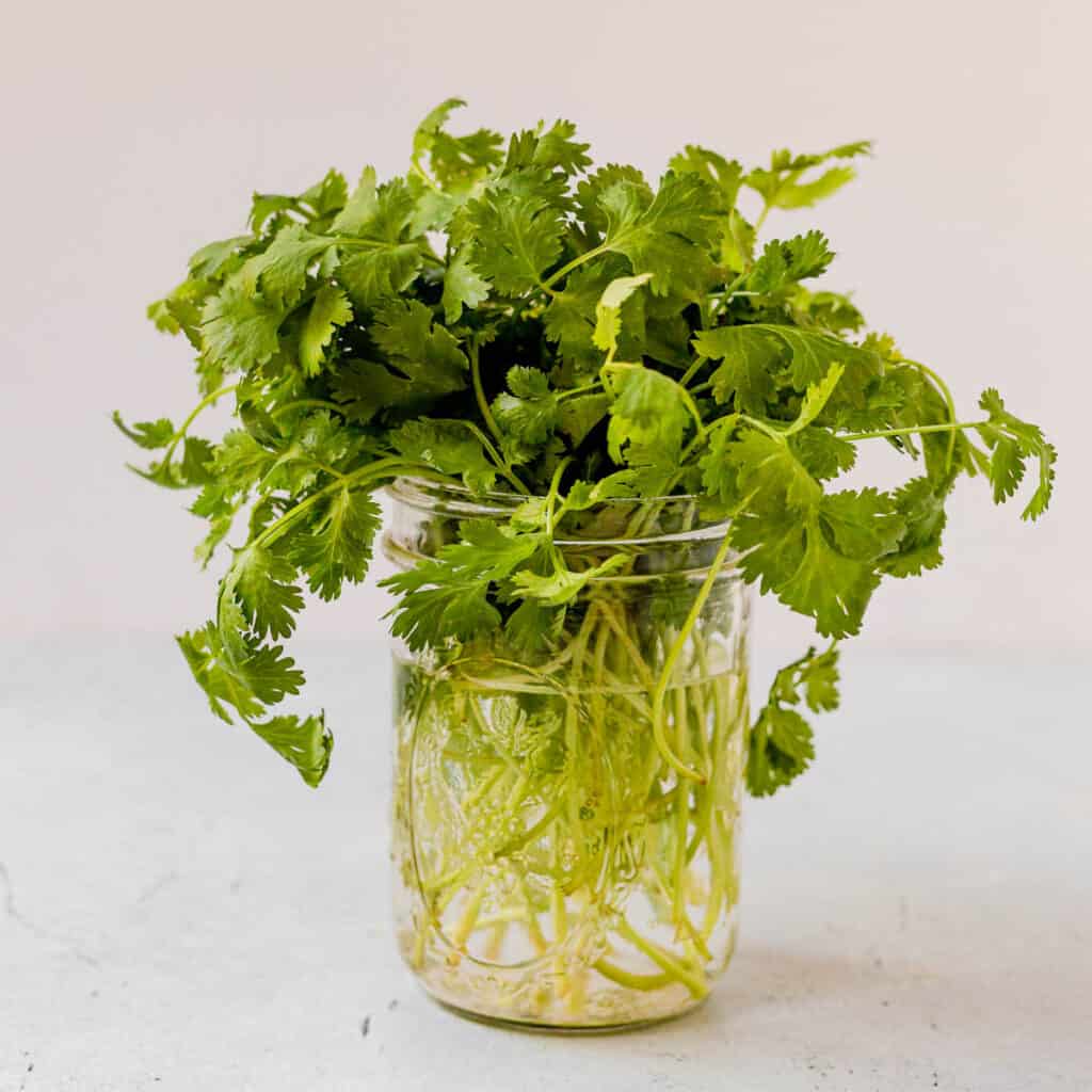 How To Store And Keep Cilantro Fresh In The Fridge   How To Keep Cilantro Fresh 1 1024x1024 