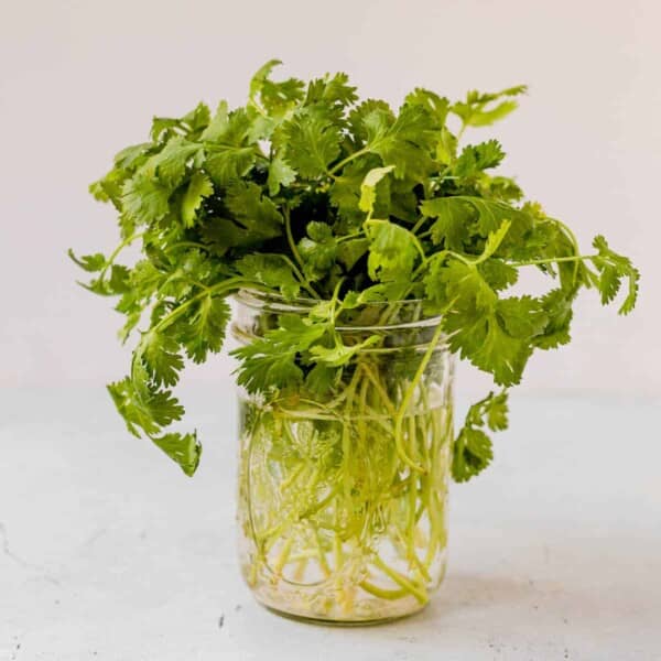 bunch of cilantro in a jar with water
