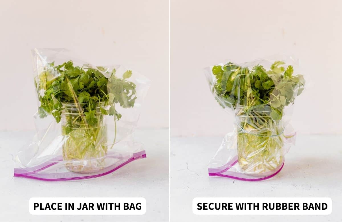 cilantro in a jar with plastic bag on top