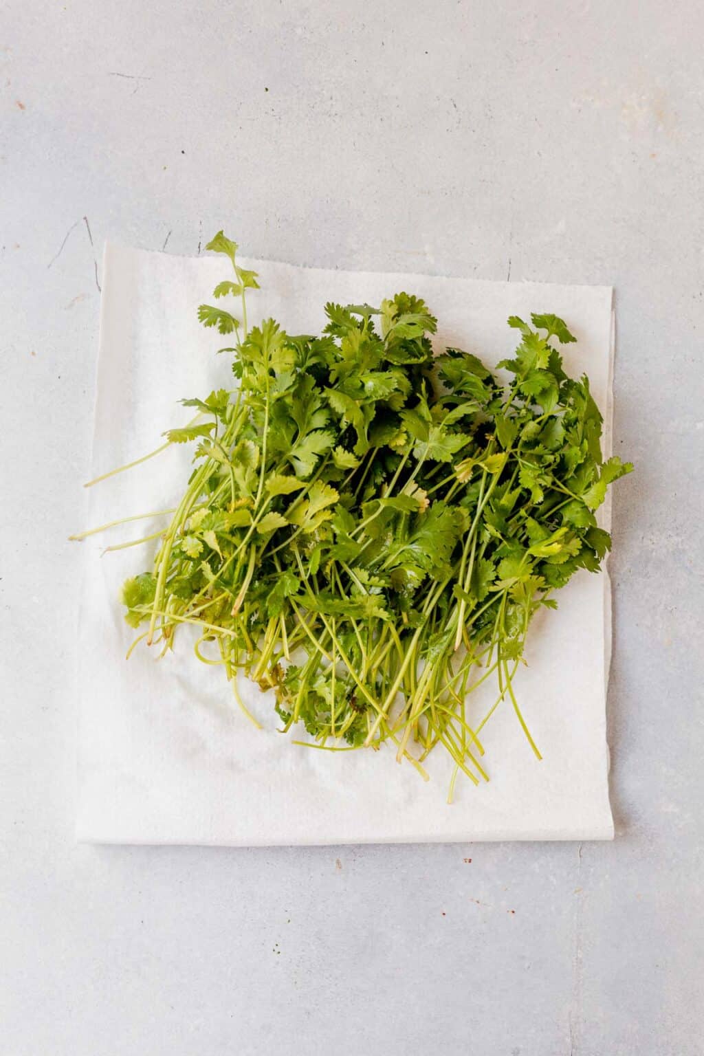 How to Keep Cilantro Fresh In the Fridge