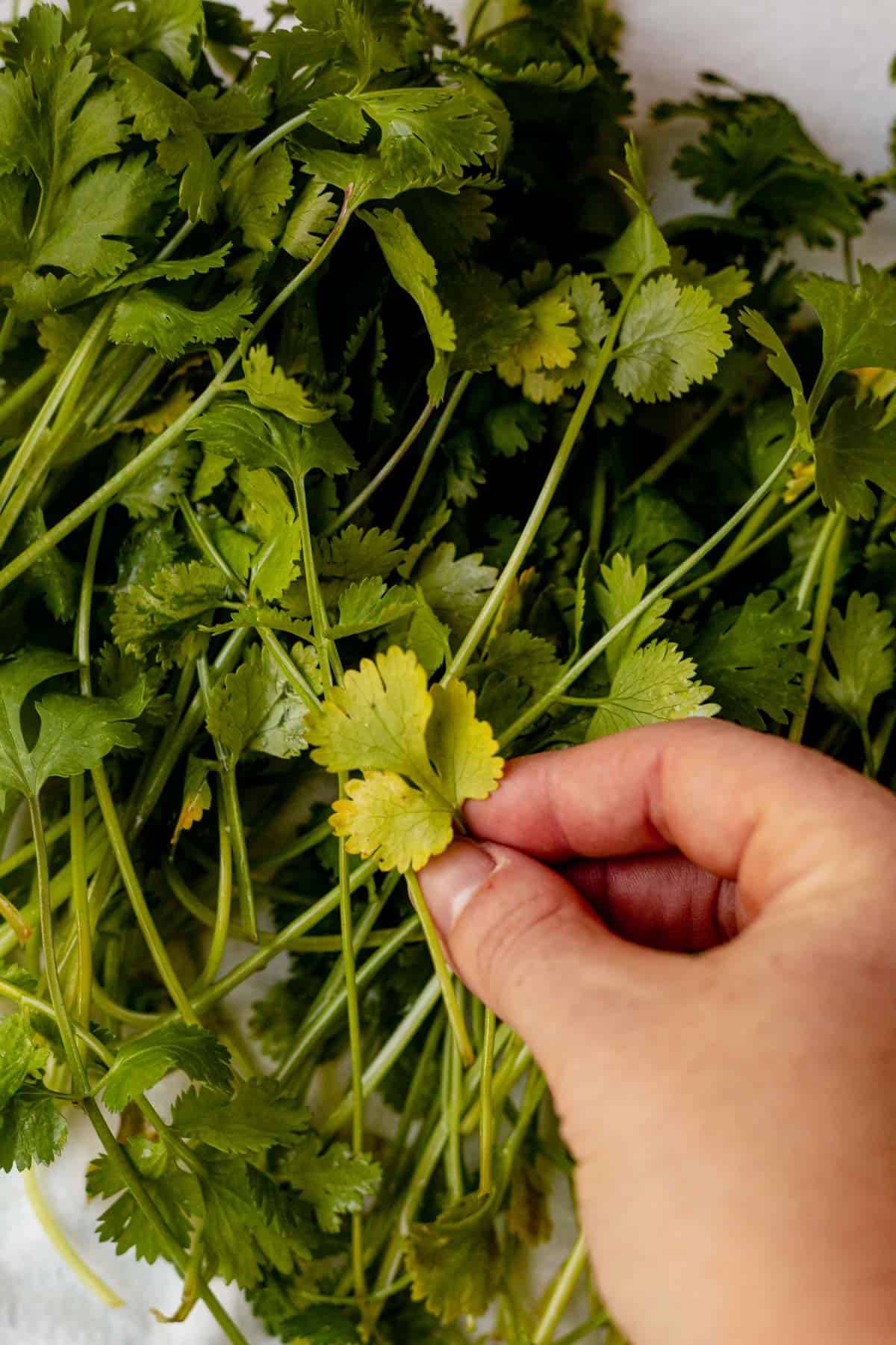 hand grabbing a stem of cilantro from a fresh bunch of it