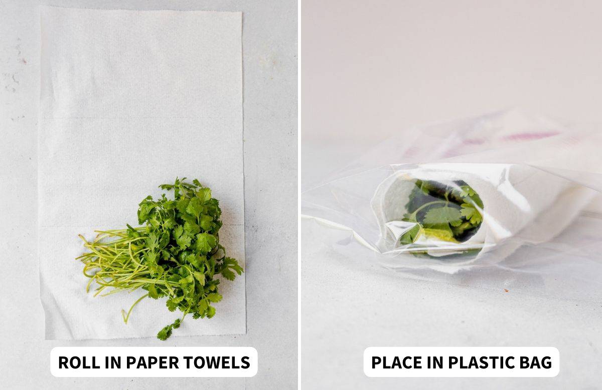 how to store cilantro in a paper towel