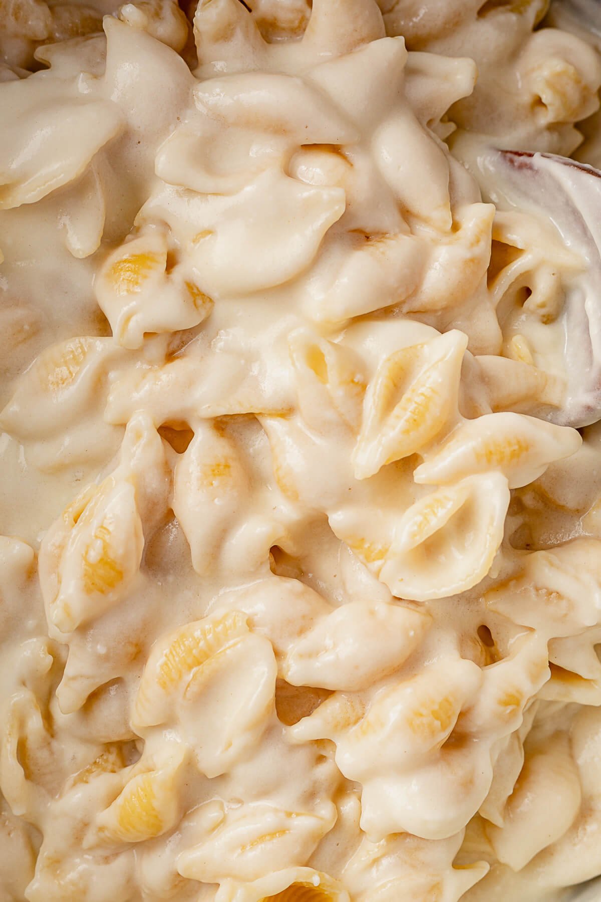 cooked pasta shells covered in white cheddar cheese sauce