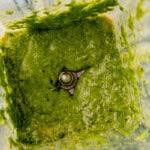 homemade basil pesto in a blender