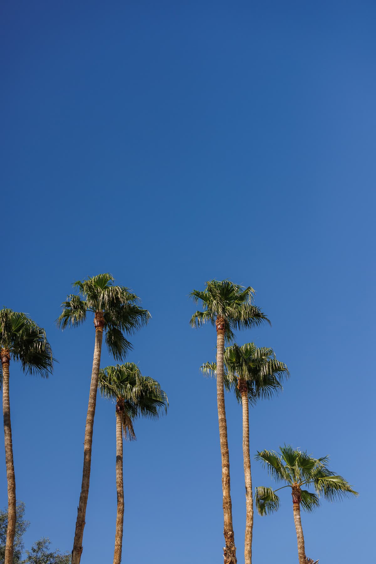 palm trees in the sky