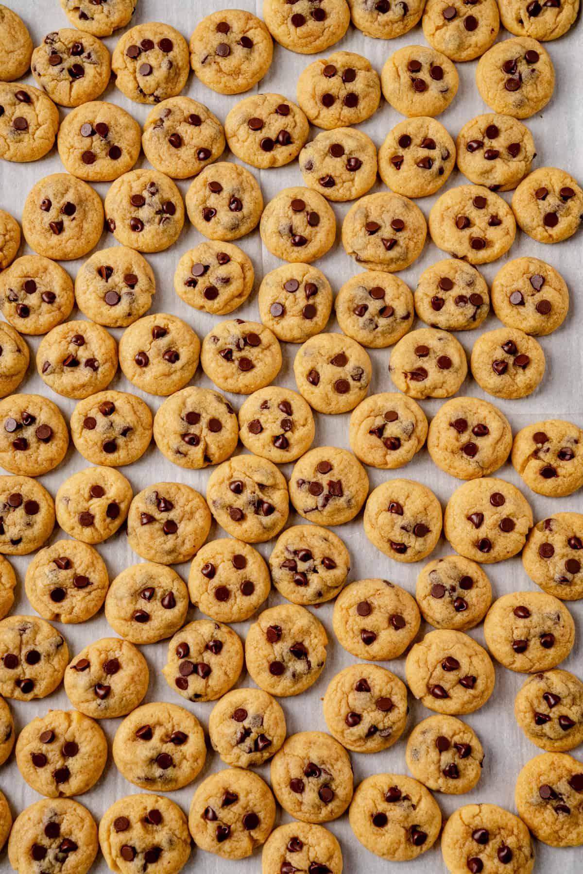 mini chocolate chip cookies cooling on a baking sheet.